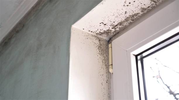 Best Certified Mold Removal  in Cedar Heights, MD