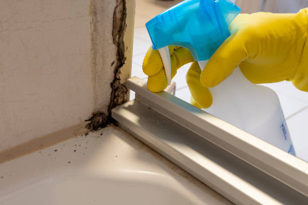 Best Professional Mold Removal  in Cedar Heights, MD