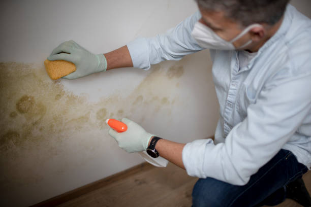 Best Mold Removal Near Me  in Cedar Heights, MD