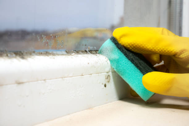 Best Mold Cleaning Services  in Cedar Heights, MD